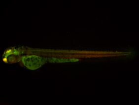 ED104 GFP/RFP 48h