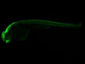 ED105 GFP 24h