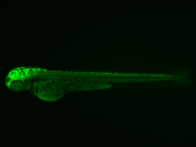 ED105 GFP 48h
