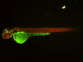 ED106 GFP/RFP 48h