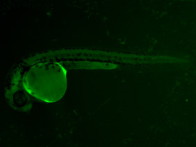ED107 GFP 24h