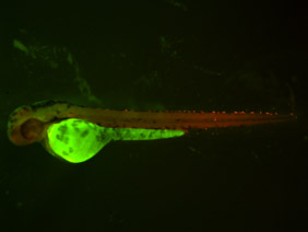 ED107 GFP/RFP 48h