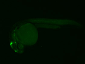 ED108 GFP 24h