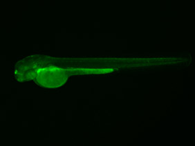 ED108 GFP 48h