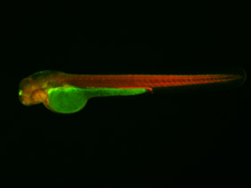 ED108 GFP/RFP 48h