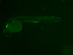 ED109 GFP 24h