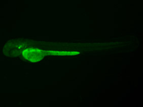 ED109 GFP 48h