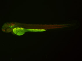 ED109 GFP/RFP 48h