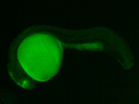 ED110 GFP 24h