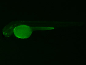 ED110 GFP 48h