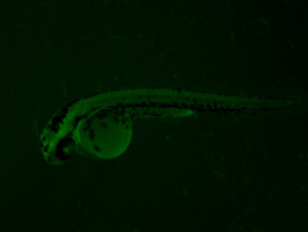 ED111 GFP 24h