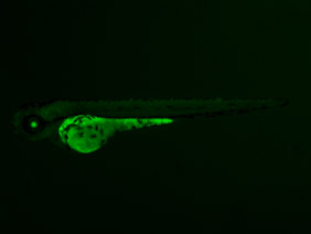 ED111 GFP 48h