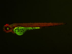 ED111 GFP/RFP 48h