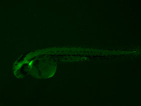 ED112 GFP 24h