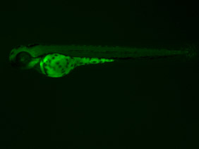 ED112 GFP 48h