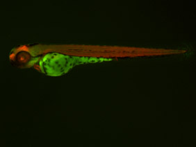 ED112 GFP/RFP 48h