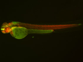 ED114 GFP/RFP 48h