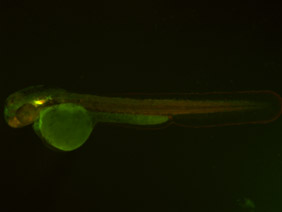 ED115 GFP/RFP 48h