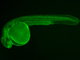 ED116 GFP 24h