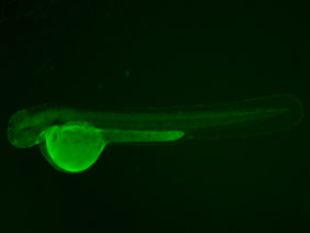 ED116 GFP 48h