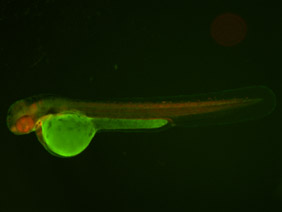 ED116 GFP/RFP 48h
