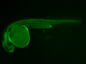 ED117 GFP 24h