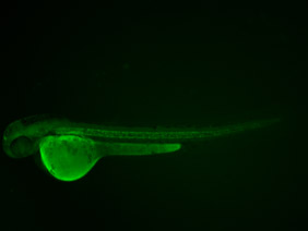 ED117 GFP 48h