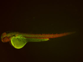 ED117 GFP/RFP 48h