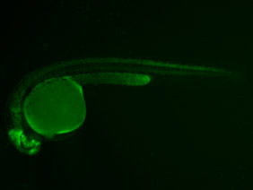 ED118 GFP 24h