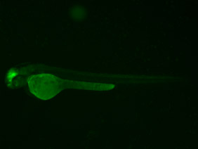 ED118 GFP 48h