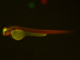 ED118 GFP/RFP 48h