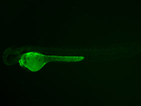 ED119 GFP 48h