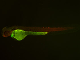 ED119 GFP/RFP 48h