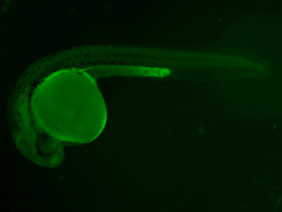 ED120 GFP 24h