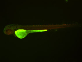 ED120 GFP/RFP 48h