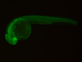 ED121 GFP 24h