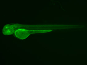 ED121 GFP 48h