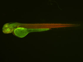 ED121 GFP/RFP 48h