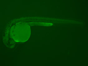 ED122 GFP 24h
