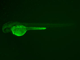 ED122 GFP 48h