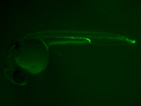 ED123 GFP 24h