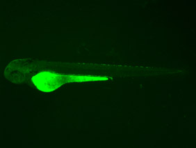 ED123 GFP 48h
