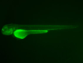 ED124 GFP 48h