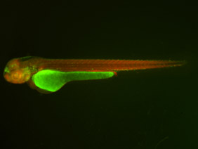 ED124 GFP/RFP 48h