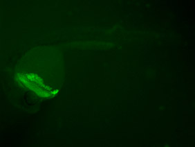 ED125 GFP 24h