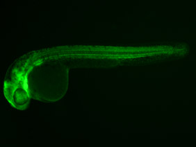 ED126 GFP 24h