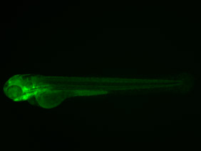 ED126 GFP 48h