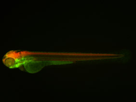 ED126 GFP/RFP 48h