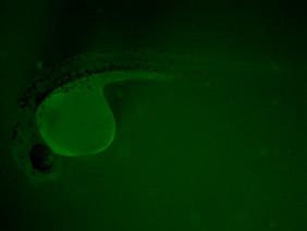 ED127 GFP 24h