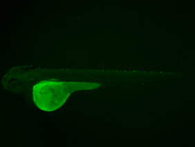 ED127 GFP 48h